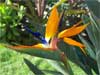 Bird of Paradise Flowering Plant