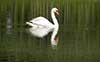 Swan Lake-Mill Stream Run Wildlife Preserve