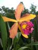 Jungle Queen Cattleya Orchid