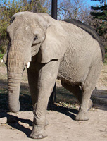 Shenga, lady elephant