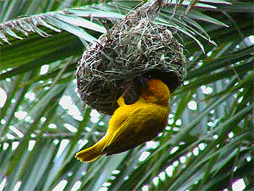 Weaver Bird in nest