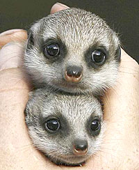 Baby Meerkats in Keepers Hand