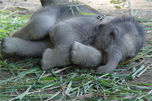 Sleepy Baby Elephant