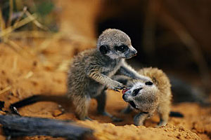 Baby Meerkats