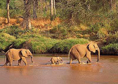 Elephants Crossing River