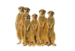 Meerkats