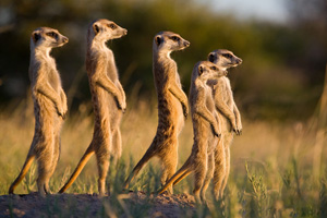 <Meerkat Family