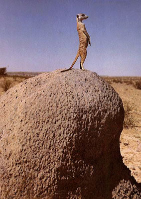 Meerkat Mound