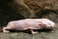 Naked Mole Rat