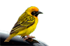 Speakes African Weaver Bird