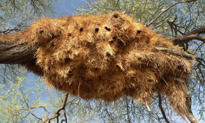 Weaver Bird Nest