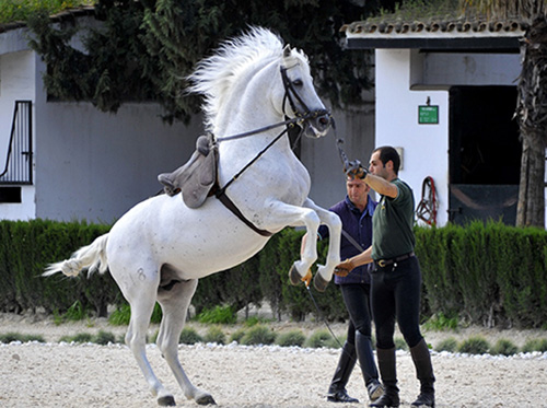 Horse Training to jump