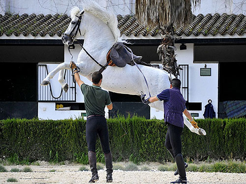 Andalusian in Training